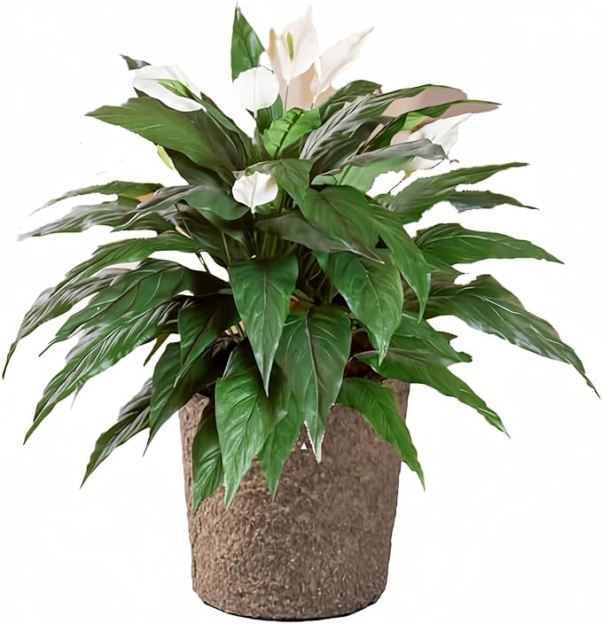 Peace Lily indoor plant – elegant and air-purifying housewarming gift idea for Christian homes